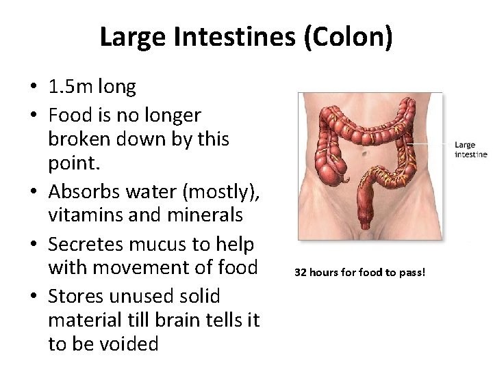 Large Intestines (Colon) • 1. 5 m long • Food is no longer broken