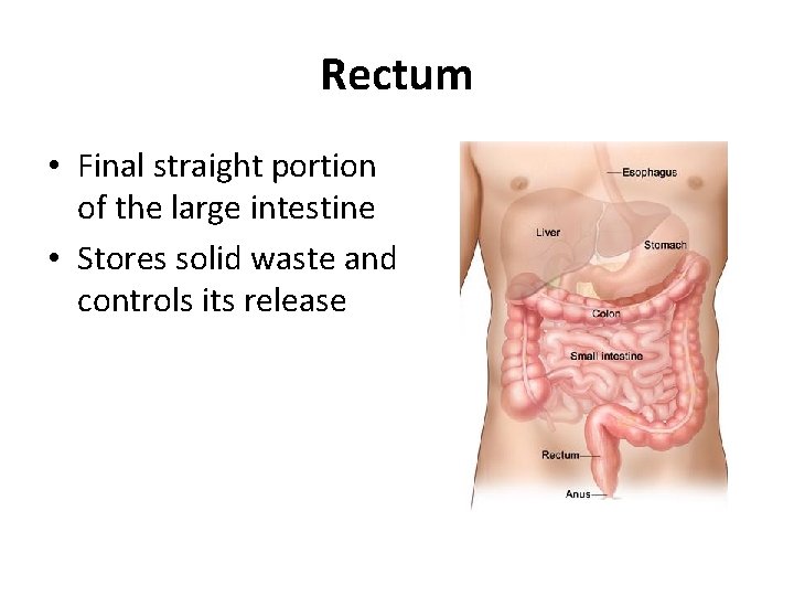 Rectum • Final straight portion of the large intestine • Stores solid waste and