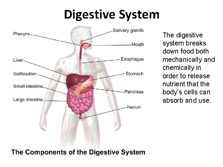 Digestive System The digestive system breaks down food both mechanically and chemically in order