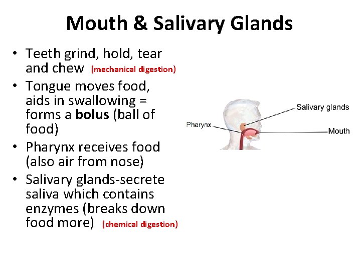 Mouth & Salivary Glands • Teeth grind, hold, tear and chew (mechanical digestion) •