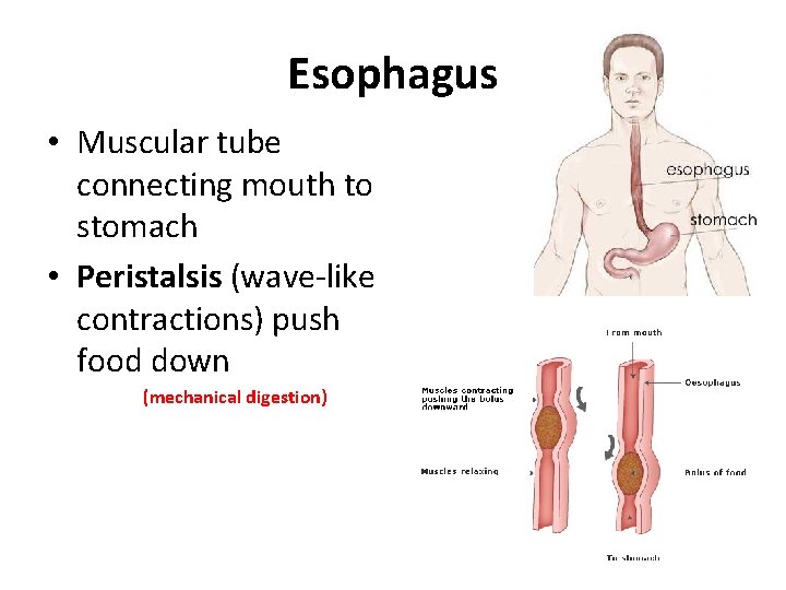 Esophagus • Muscular tube connecting mouth to stomach • Peristalsis (wave-like contractions) push food