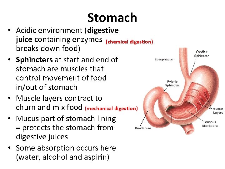 Stomach • Acidic environment (digestive juice containing enzymes (chemical digestion) breaks down food) •