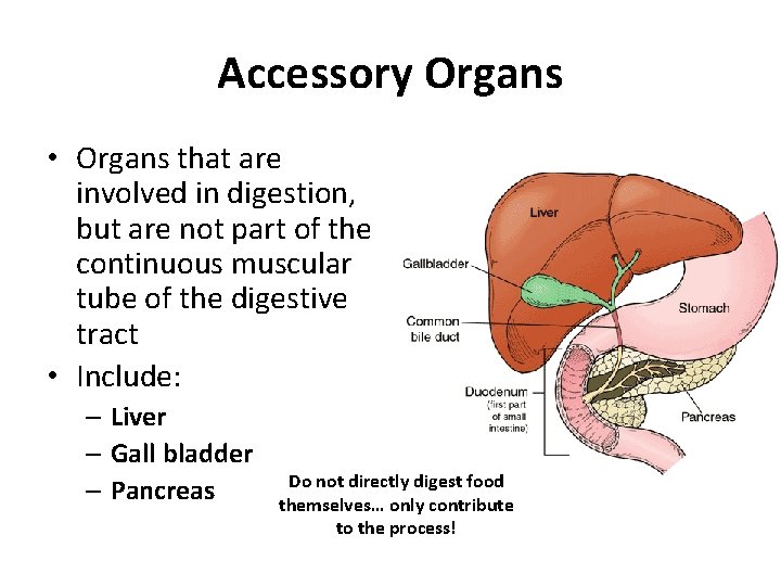 Accessory Organs • Organs that are involved in digestion, but are not part of