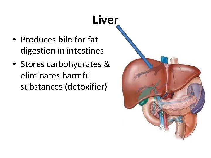 Liver • Produces bile for fat digestion in intestines • Stores carbohydrates & eliminates