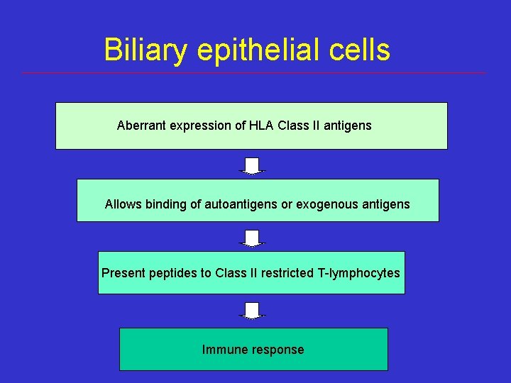 Biliary epithelial cells Aberrant expression of HLA Class II antigens Allows binding of autoantigens Biliary epithelial cells Aberrant expression of HLA Class II antigens Allows binding of autoantigens