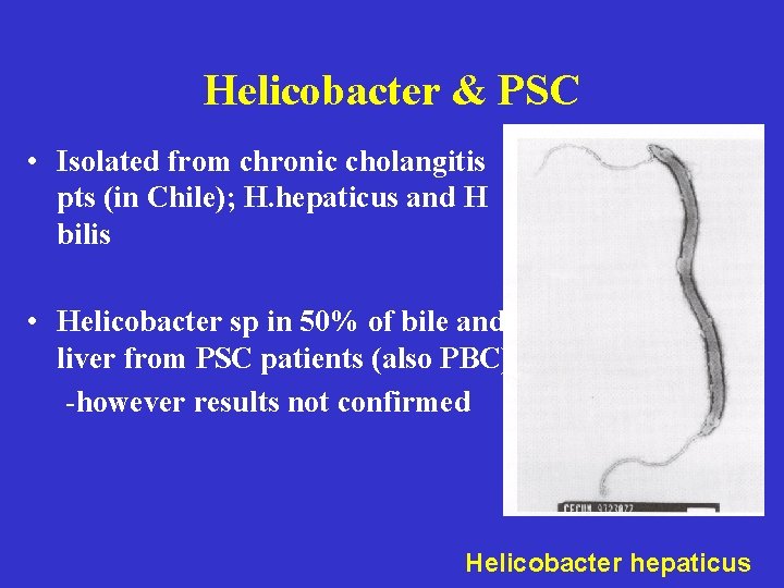 Helicobacter & PSC • Isolated from chronic cholangitis pts (in Chile); H. hepaticus and Helicobacter & PSC • Isolated from chronic cholangitis pts (in Chile); H. hepaticus and