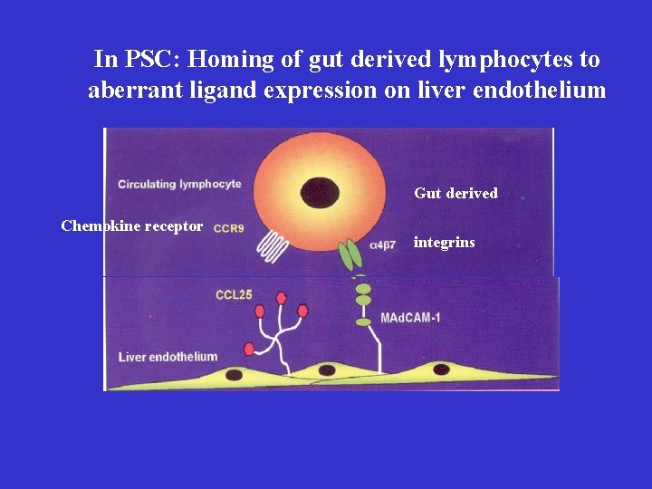 In PSC: Homing of gut derived lymphocytes to aberrant ligand expression on liver endothelium In PSC: Homing of gut derived lymphocytes to aberrant ligand expression on liver endothelium