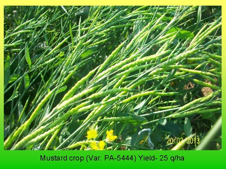 Mustard crop (Var. PA-5444) Yield- 25 q/ha 