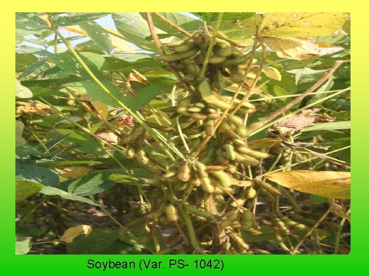 Soybean (Var. PS- 1042) 