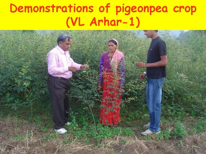 Demonstrations of pigeonpea crop (VL Arhar-1) 