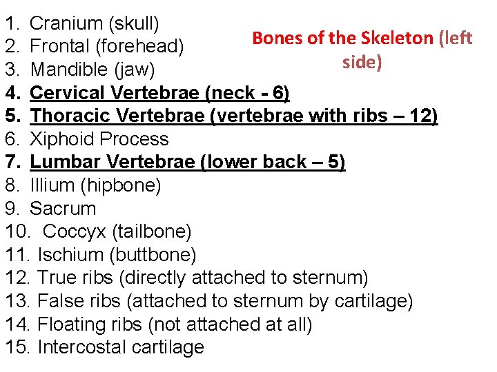 1. Cranium (skull) Bones of the Skeleton (left 2. Frontal (forehead) side) 3. Mandible