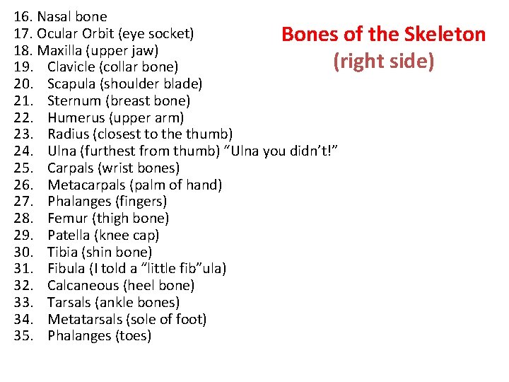 16. Nasal bone 17. Ocular Orbit (eye socket) Bones of the Skeleton 18. Maxilla 16. Nasal bone 17. Ocular Orbit (eye socket) Bones of the Skeleton 18. Maxilla