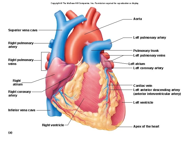 Copyright © The Mc. Graw-Hill Companies, Inc. Permission required for reproduction or display. Aorta