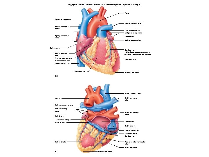 Copyright © The Mc. Graw-Hill Companies, Inc. Permission required for reproduction or display. Aorta