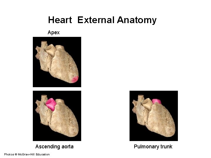 Heart External Anatomy Apex Ascending aorta Photos © Mc. Graw-Hill Education Pulmonary trunk 