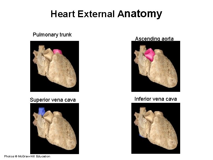 Heart External Anatomy Pulmonary trunk Superior vena cava Photos © Mc. Graw-Hill Education Ascending
