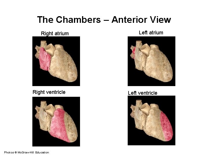 The Chambers – Anterior View Right atrium Right ventricle Photos © Mc. Graw-Hill Education