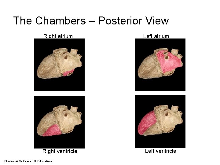 The Chambers – Posterior View Right atrium Right ventricle Photos © Mc. Graw-Hill Education