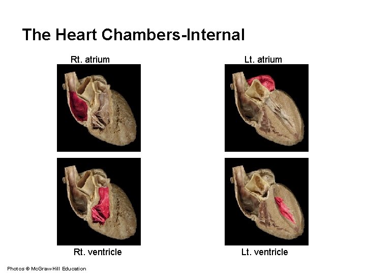 The Heart Chambers-Internal Rt. atrium Rt. ventricle Photos © Mc. Graw-Hill Education Lt. atrium