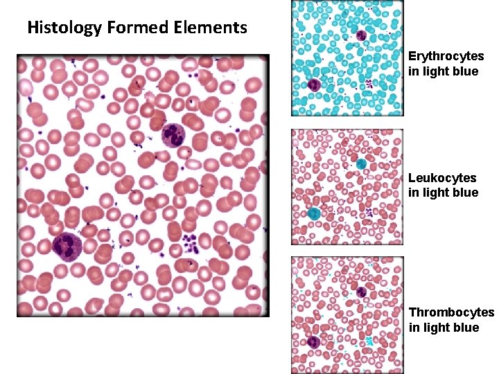 Histology Formed Elements Erythrocytes in light blue Leukocytes in light blue Thrombocytes in light