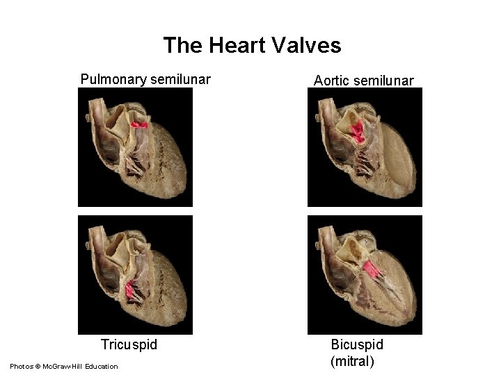 The Heart Valves Pulmonary semilunar Tricuspid Photos © Mc. Graw-Hill Education Aortic semilunar Bicuspid