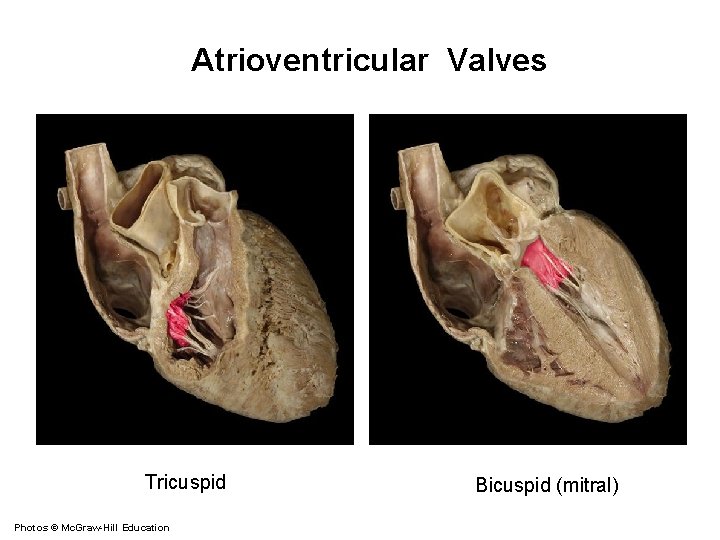 Atrioventricular Valves Tricuspid Photos © Mc. Graw-Hill Education Bicuspid (mitral) 