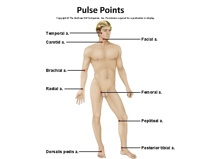 Pulse Points Copyright © The Mc. Graw-Hill Companies, Inc. Permission required for reproduction or