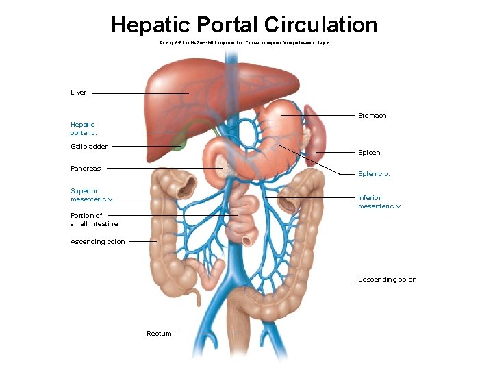 Hepatic Portal Circulation Copyright © The Mc. Graw-Hill Companies, Inc. Permission required for reproduction