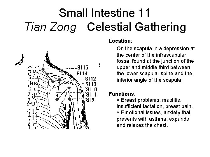 Small Intestine 11 Tian Zong Celestial Gathering Location: On the scapula in a depression