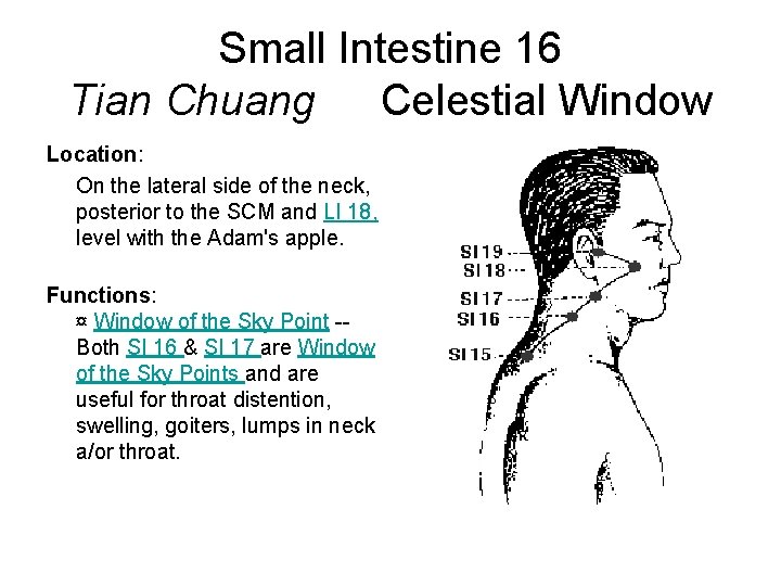 Small Intestine 16 Tian Chuang Celestial Window Location: On the lateral side of the