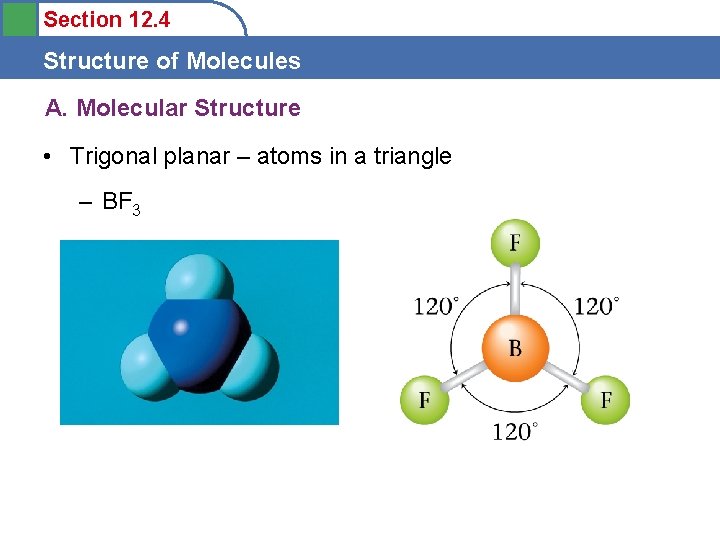 Section 12. 4 Structure of Molecules A. Molecular Structure • Trigonal planar – atoms