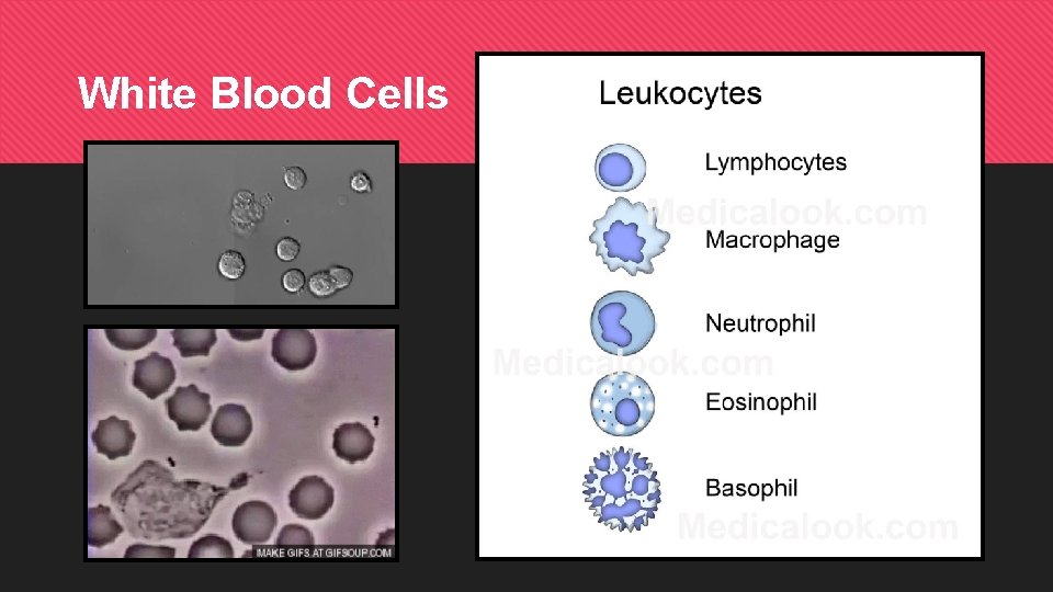 White Blood Cells 