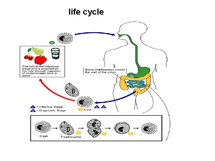 life cycle 