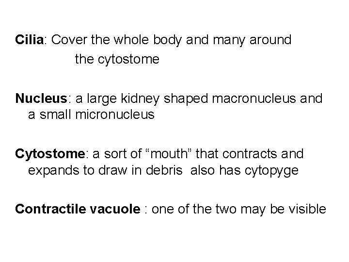 Cilia: Cover the whole body and many around the cytostome Nucleus: a large kidney