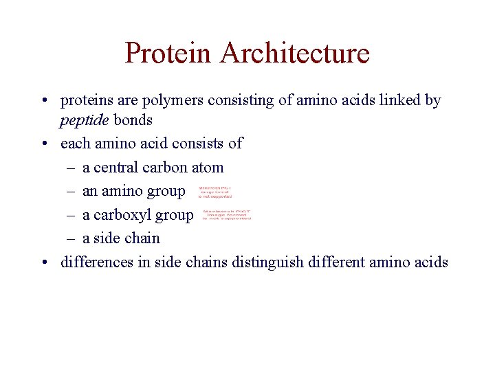 Protein Architecture • proteins are polymers consisting of amino acids linked by peptide bonds