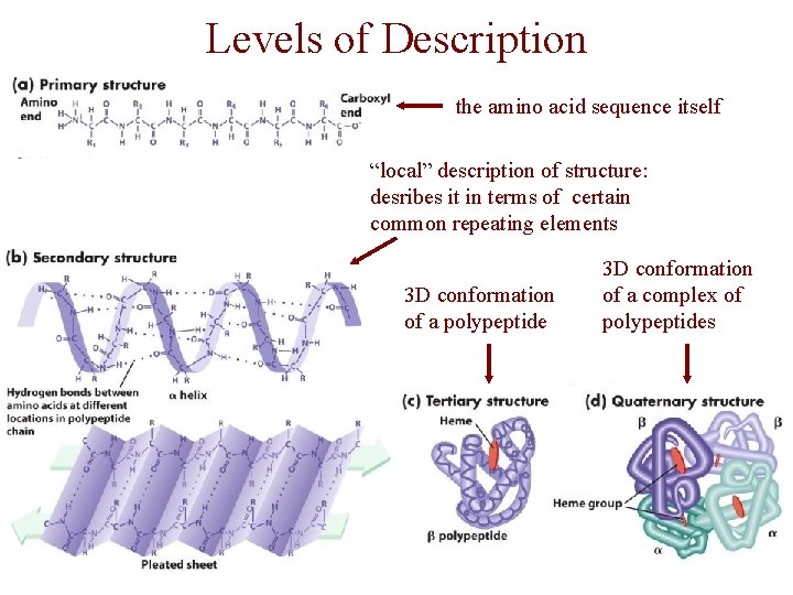 Levels of Description the amino acid sequence itself “local” description of structure: desribes it