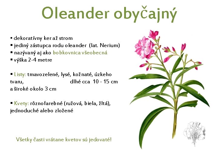 Oleander obyčajný § dekoratívny ker až strom § jediný zástupca rodu oleander (lat. Nerium)