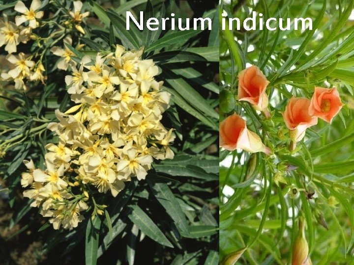 Nerium indicum 