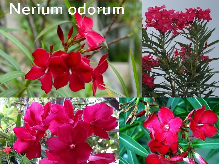 Nerium odorum 
