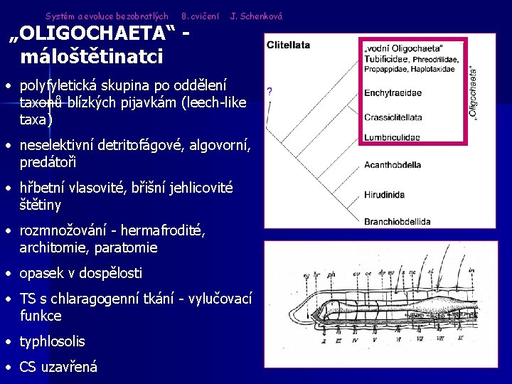 Systém a evoluce bezobratlých 8. cvičení „OLIGOCHAETA“ máloštětinatci J. Schenková • polyfyletická skupina po