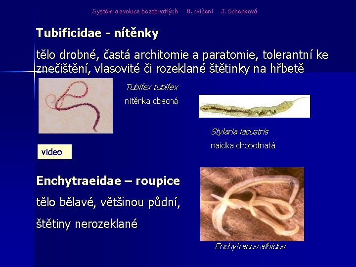 Systém a evoluce bezobratlých 8. cvičení J. Schenková Tubificidae - nítěnky tělo drobné, častá