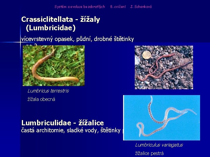 Systém a evoluce bezobratlých 8. cvičení J. Schenková Crassiclitellata - žížaly (Lumbricidae) vícevrstevný opasek,