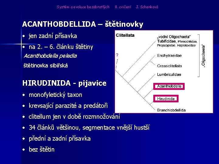 Systém a evoluce bezobratlých 8. cvičení J. Schenková ACANTHOBDELLIDA – štětinovky • jen zadní