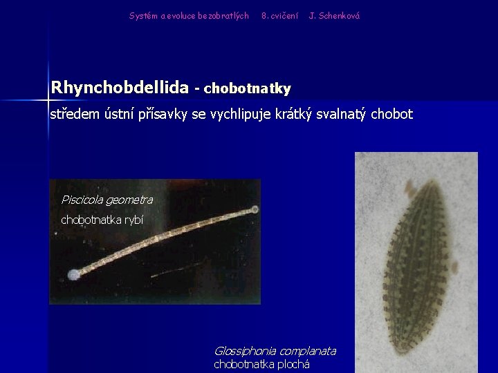 Systém a evoluce bezobratlých 8. cvičení J. Schenková Rhynchobdellida - chobotnatky středem ústní přísavky