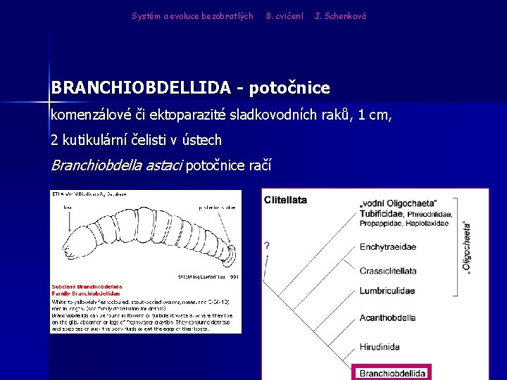 Systém a evoluce bezobratlých 8. cvičení J. Schenková BRANCHIOBDELLIDA - potočnice komenzálové či ektoparazité