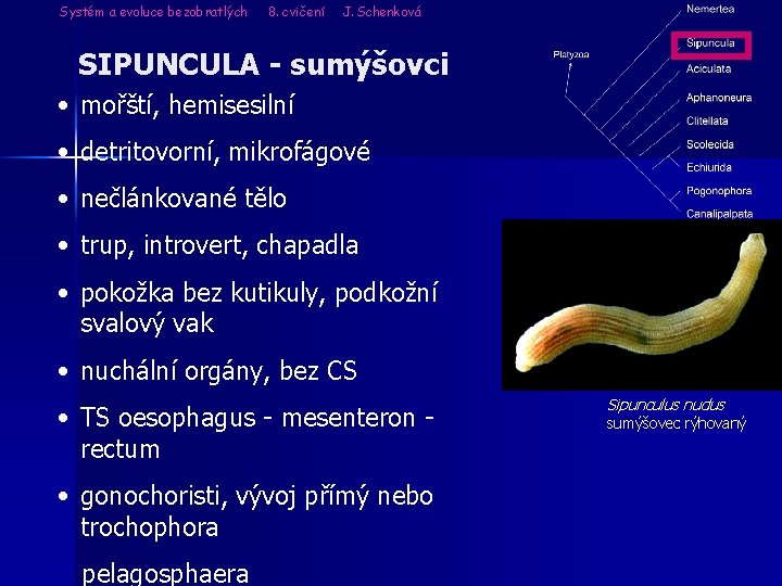 Systém a evoluce bezobratlých 8. cvičení J. Schenková SIPUNCULA - sumýšovci • mořští, hemisesilní