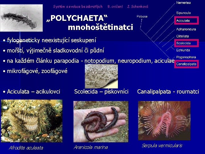 Systém a evoluce bezobratlých 8. cvičení J. Schenková „POLYCHAETA“ mnohoštětinatci • fylogeneticky neexistující seskupení