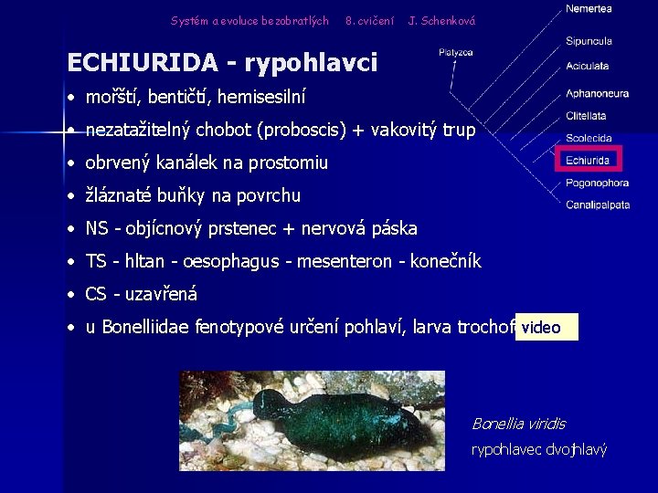 Systém a evoluce bezobratlých 8. cvičení J. Schenková ECHIURIDA - rypohlavci • mořští, bentičtí,