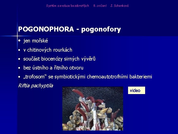 Systém a evoluce bezobratlých 8. cvičení J. Schenková POGONOPHORA - pogonofory • jen mořské