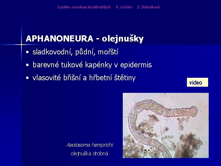 Systém a evoluce bezobratlých 8. cvičení J. Schenková APHANONEURA - olejnušky • sladkovodní, půdní,